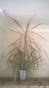 1506513593-name-that-plant-1 | Walter Reeves: The Georgia Gardener