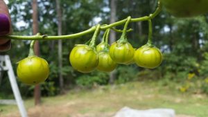 1506991822-name-that-plant-1 | Walter Reeves: The Georgia Gardener