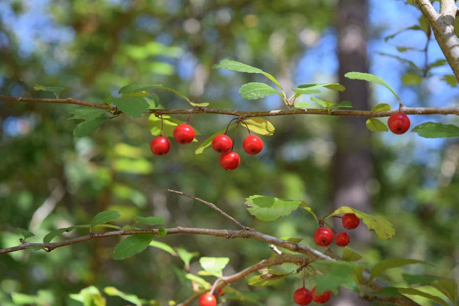 Small tree with red berries | Walter Reeves: The Georgia Gardener