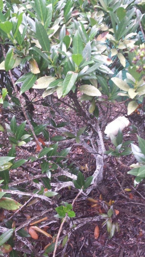 Laurel disease Walter Reeves The Gardener