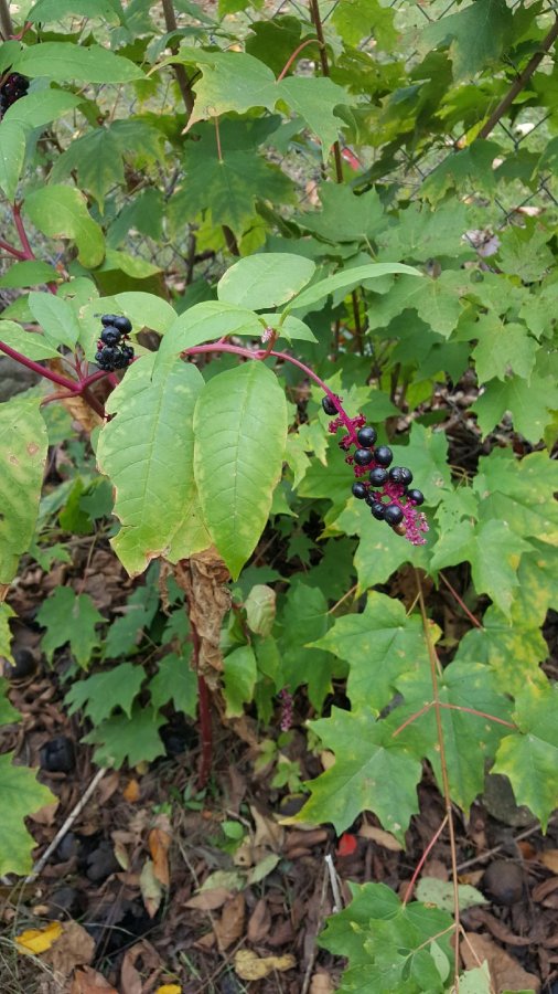 dark purple berries on this bush Walter Reeves The Gardener
