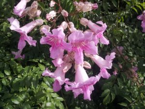 1507992686-name-that-plant-1 | Walter Reeves: The Georgia Gardener