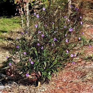 1508787381-name-that-plant-1 | Walter Reeves: The Georgia Gardener
