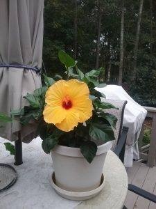 1509371288-name-that-plant-1 | Walter Reeves: The Georgia Gardener