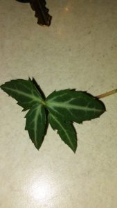 1509539913-name-that-plant-1 | Walter Reeves: The Georgia Gardener