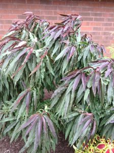 1510025589-name-that-plant-1 | Walter Reeves: The Georgia Gardener