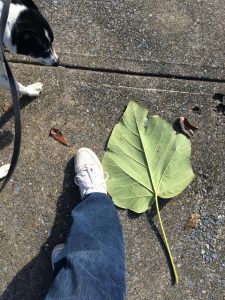 1510503200-name-that-plant-1 | Walter Reeves: The Georgia Gardener