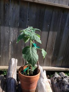 1511739601-name-that-plant-1 | Walter Reeves: The Georgia Gardener