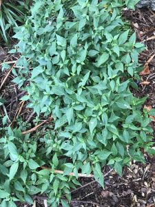 1513459018-name-that-plant-1 | Walter Reeves: The Georgia Gardener