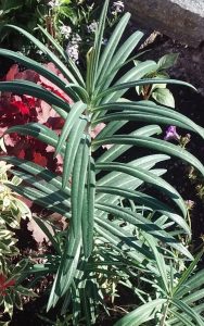 1513882144-name-that-plant-1 | Walter Reeves: The Georgia Gardener