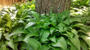 2014-06-15-14.04.59 | Walter Reeves: The Georgia Gardener