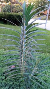 2014-08-26-19.27.32 | Walter Reeves: The Georgia Gardener
