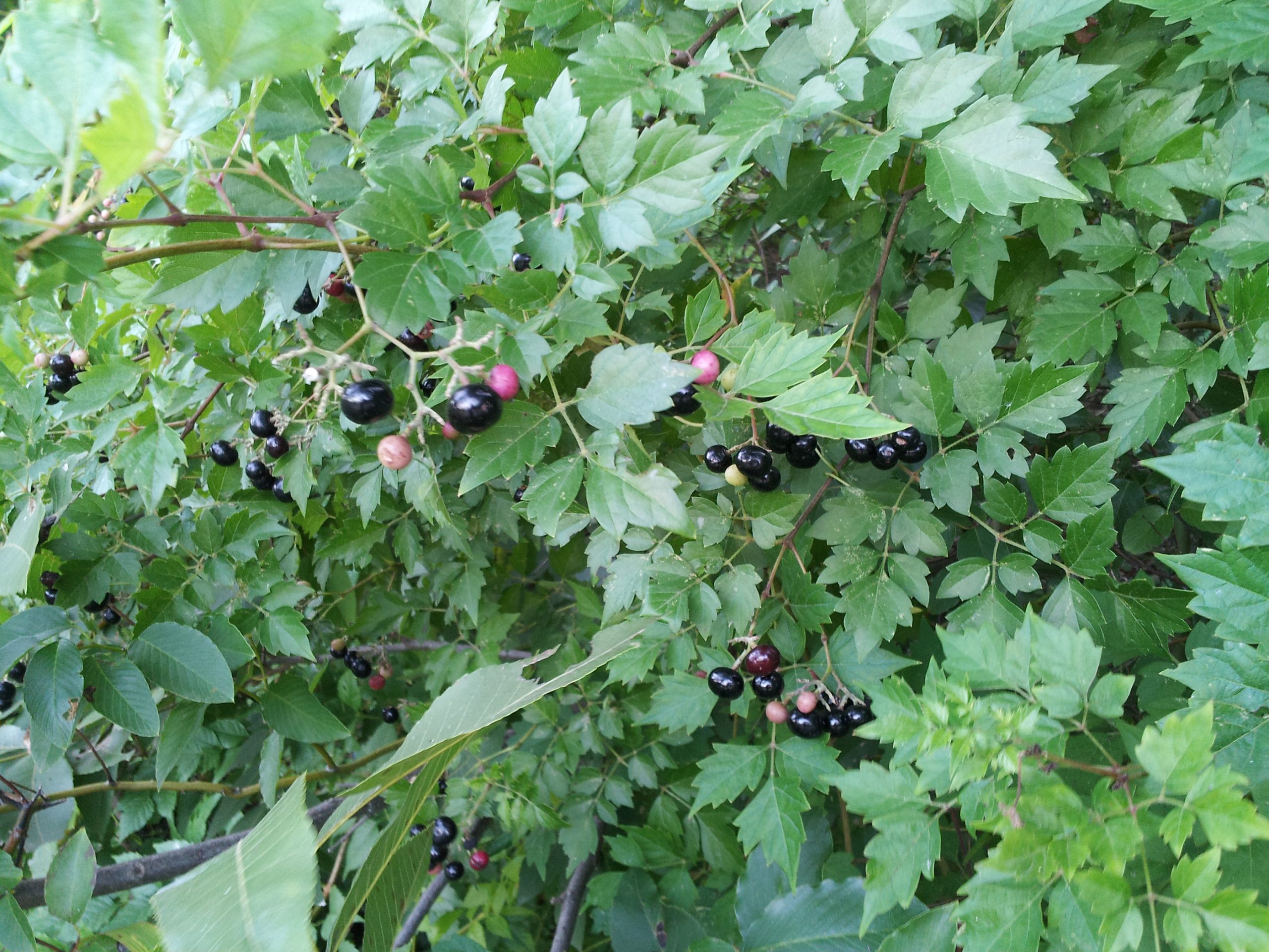 Vine with berries. Edible? Walter Reeves The Gardener