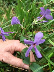 2015-04-12-blue-flower-in-front | Walter Reeves: The Georgia Gardener