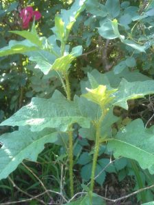 2015-05-08-16.19.16 | Walter Reeves: The Georgia Gardener