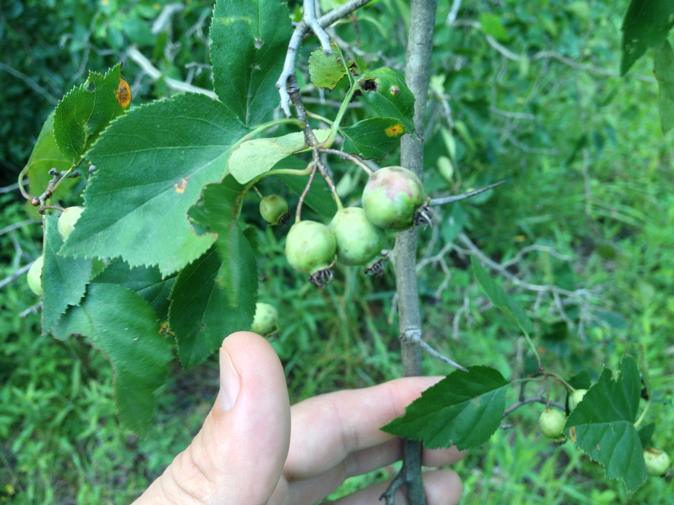 Thorny Fruiting Tree Walter Reeves The Gardener