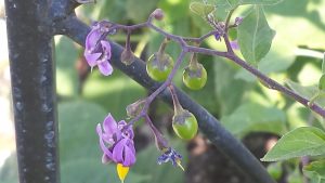 2015-08-17-15.05.21 | Walter Reeves: The Georgia Gardener