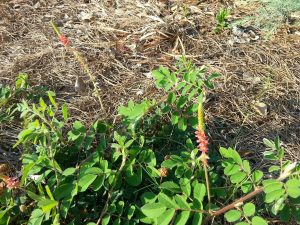 20150801_190537 | Walter Reeves: The Georgia Gardener