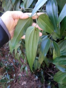 20160210_132547 | Walter Reeves: The Georgia Gardener