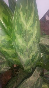 20160229_072141 | Walter Reeves: The Georgia Gardener