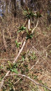 20160229_133357 | Walter Reeves: The Georgia Gardener