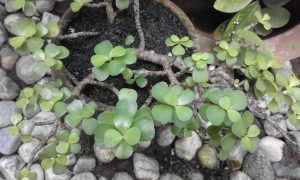 20160310_150645 | Walter Reeves: The Georgia Gardener