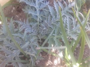 20160325_160938 | Walter Reeves: The Georgia Gardener