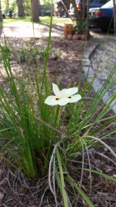 20160408_174837 | Walter Reeves: The Georgia Gardener