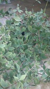 20160414_112437 | Walter Reeves: The Georgia Gardener