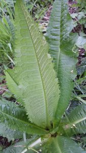 20160416_180834 | Walter Reeves: The Georgia Gardener