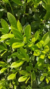 20160418_153023-1280x720 | Walter Reeves: The Georgia Gardener