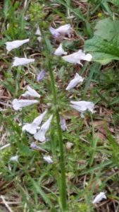 20160423_201300_001 | Walter Reeves: The Georgia Gardener