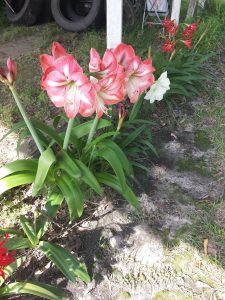 20160425_100226 | Walter Reeves: The Georgia Gardener