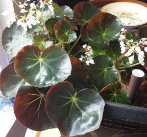 20160503_112517-1 | Walter Reeves: The Georgia Gardener