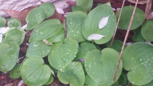 20160511_091710 | Walter Reeves: The Georgia Gardener