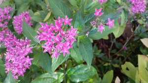 20160527_082855 | Walter Reeves: The Georgia Gardener
