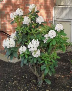 20160601_155840-rhododendron-Copy | Walter Reeves: The Georgia Gardener