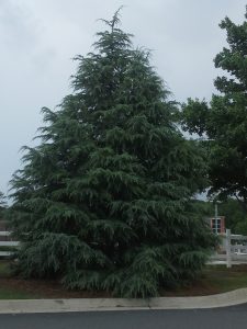 20160605_153916 | Walter Reeves: The Georgia Gardener