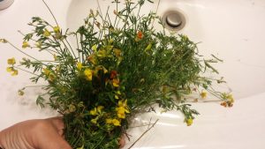 20160617_092027 | Walter Reeves: The Georgia Gardener