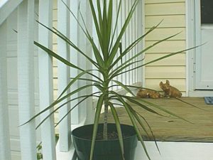 2168 | Walter Reeves: The Georgia Gardener