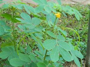 Bird-seed-plant-1 | Walter Reeves: The Georgia Gardener
