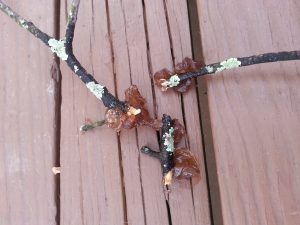 BranchesFromOakTree | Walter Reeves: The Georgia Gardener