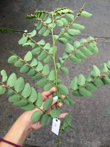 CVi_OO9UAAAPp5P | Walter Reeves: The Georgia Gardener