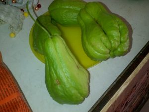 Carolina-20160328-02720 | Walter Reeves: The Georgia Gardener