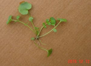 DSC05496 | Walter Reeves: The Georgia Gardener