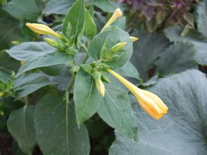 DSCF2071 | Walter Reeves: The Georgia Gardener