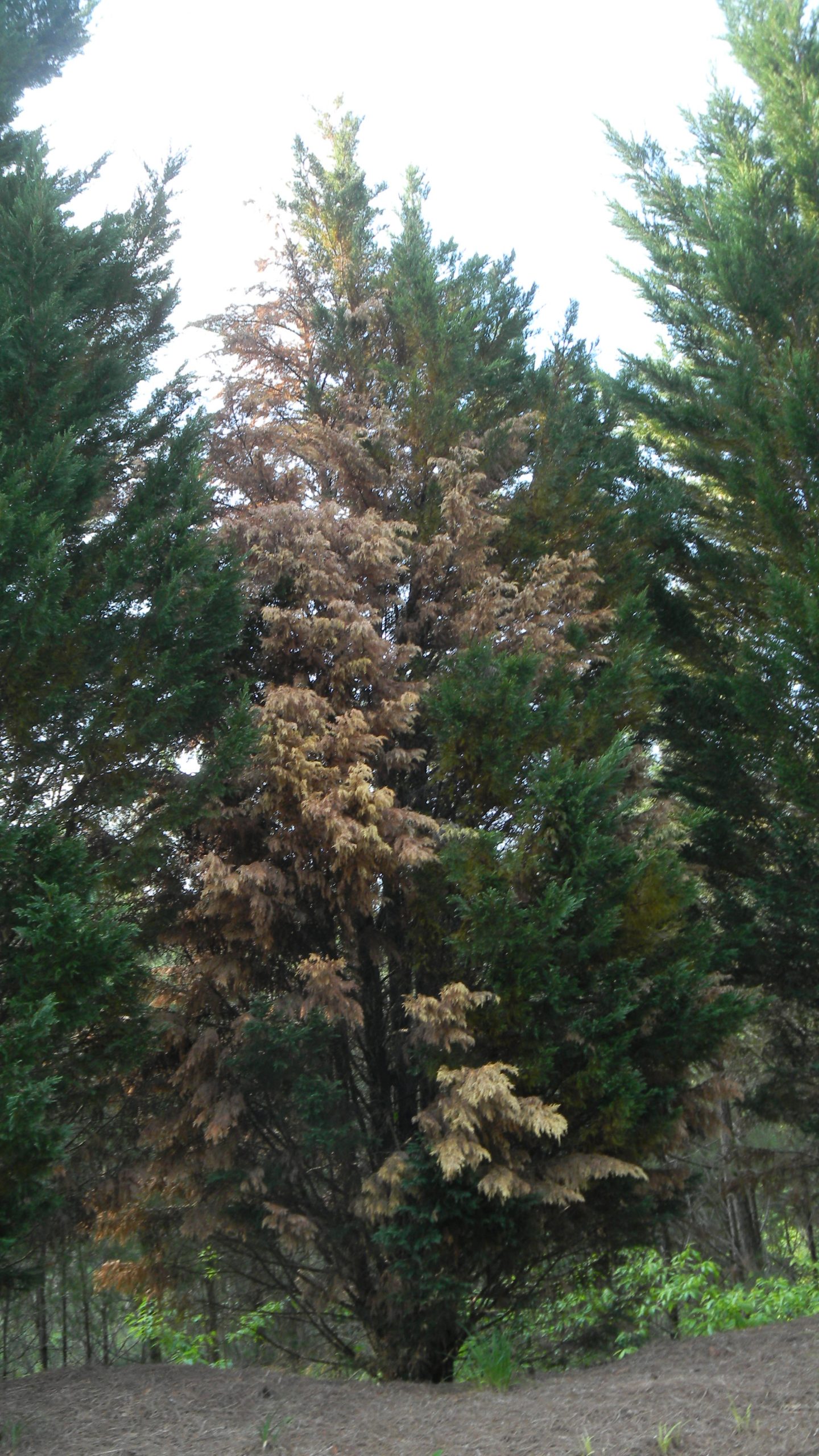 Leyland Cypress Damage or Disease? Walter Reeves The
