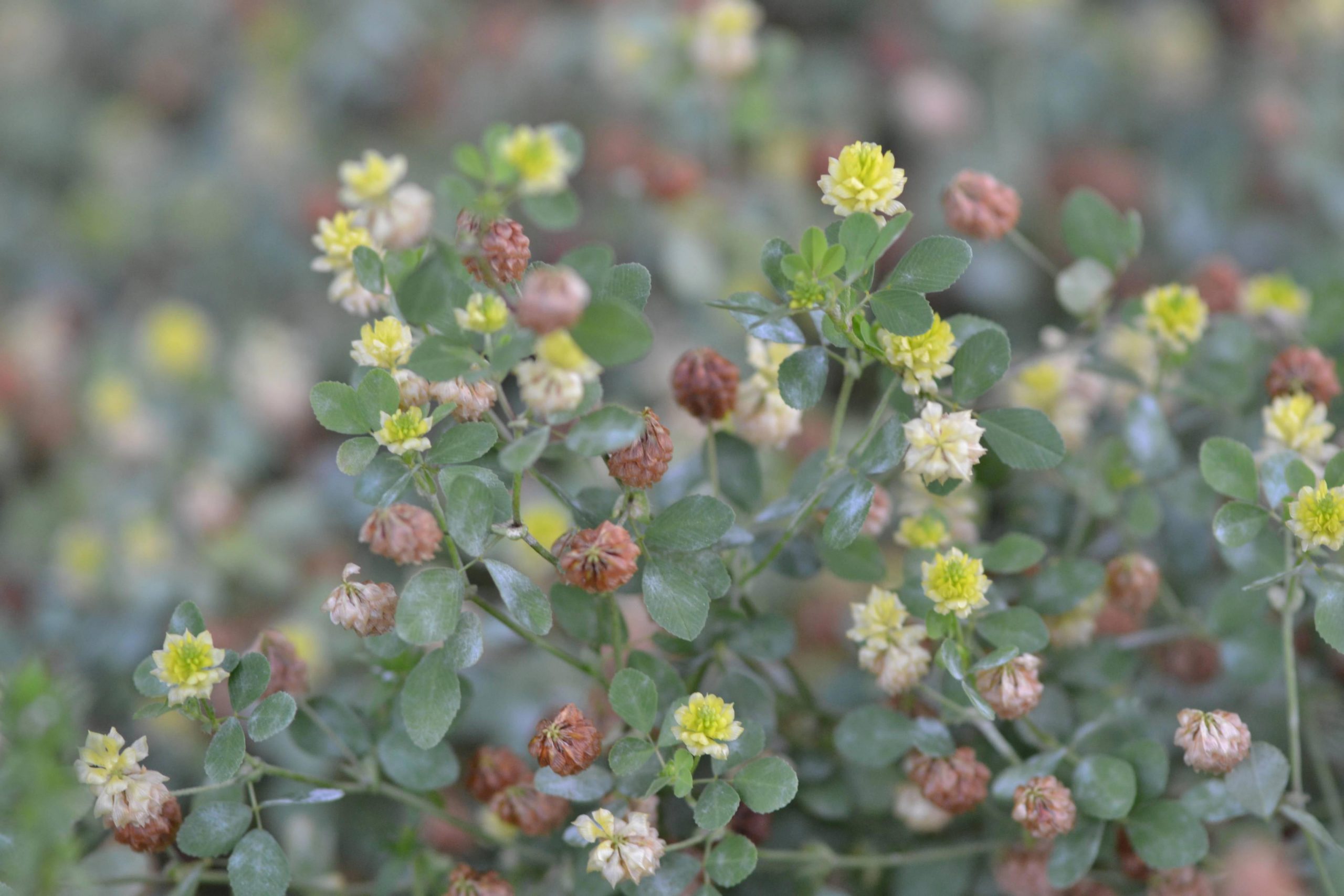 Yellow clover like flower Walter Reeves The Gardener