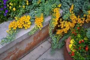 DSC_2255_FB | Walter Reeves: The Georgia Gardener