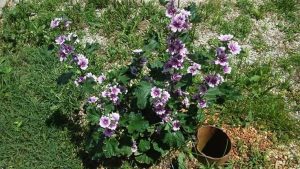 FB_IMG_1464661412657 | Walter Reeves: The Georgia Gardener